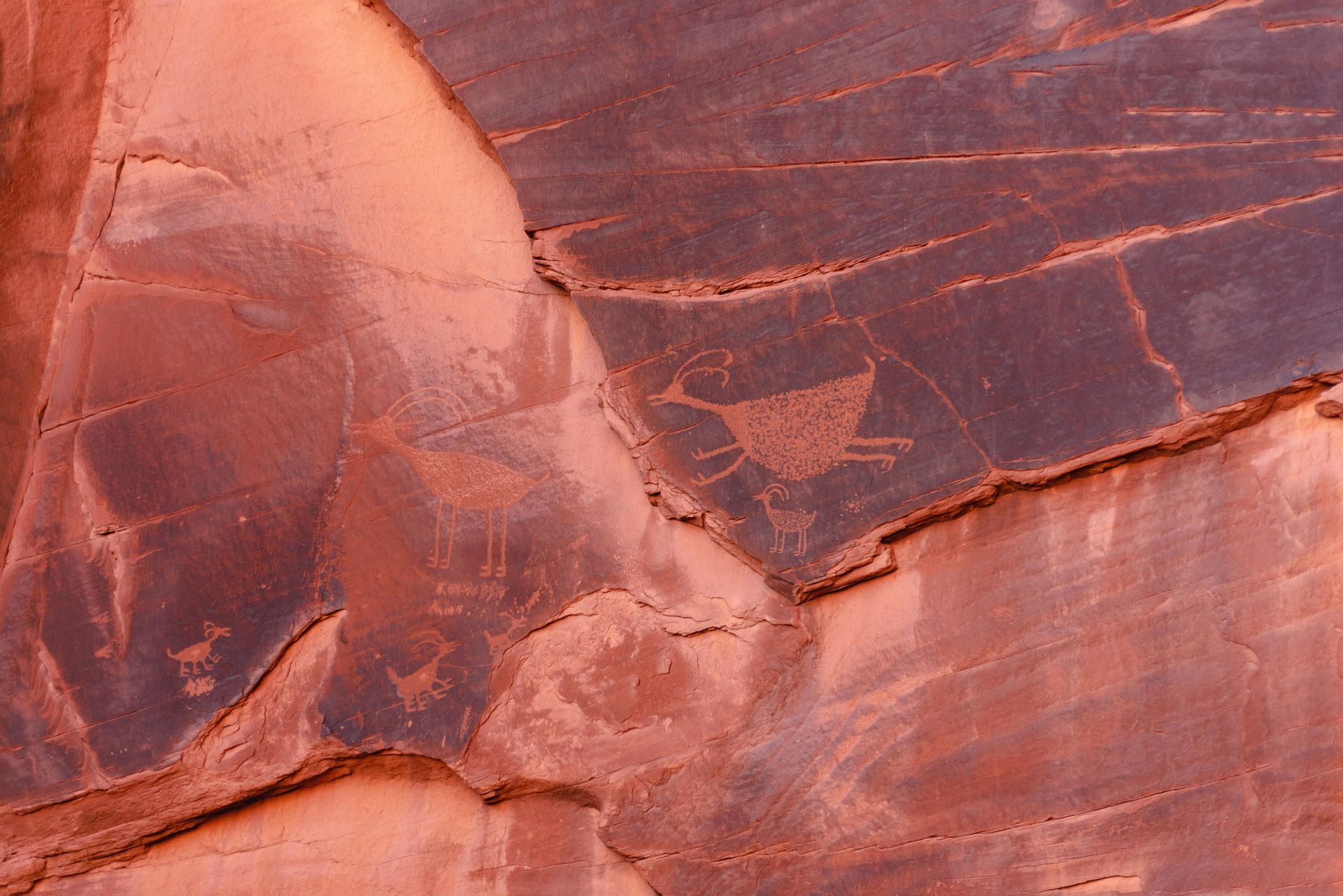 Petroglyphs of bighorn sheep and other abstract figures carved into reddish-brown desert sandstone cliff rock.