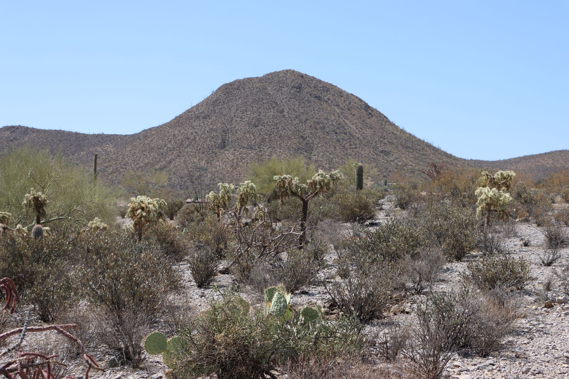 Marana Homes near the Sonoran Desert