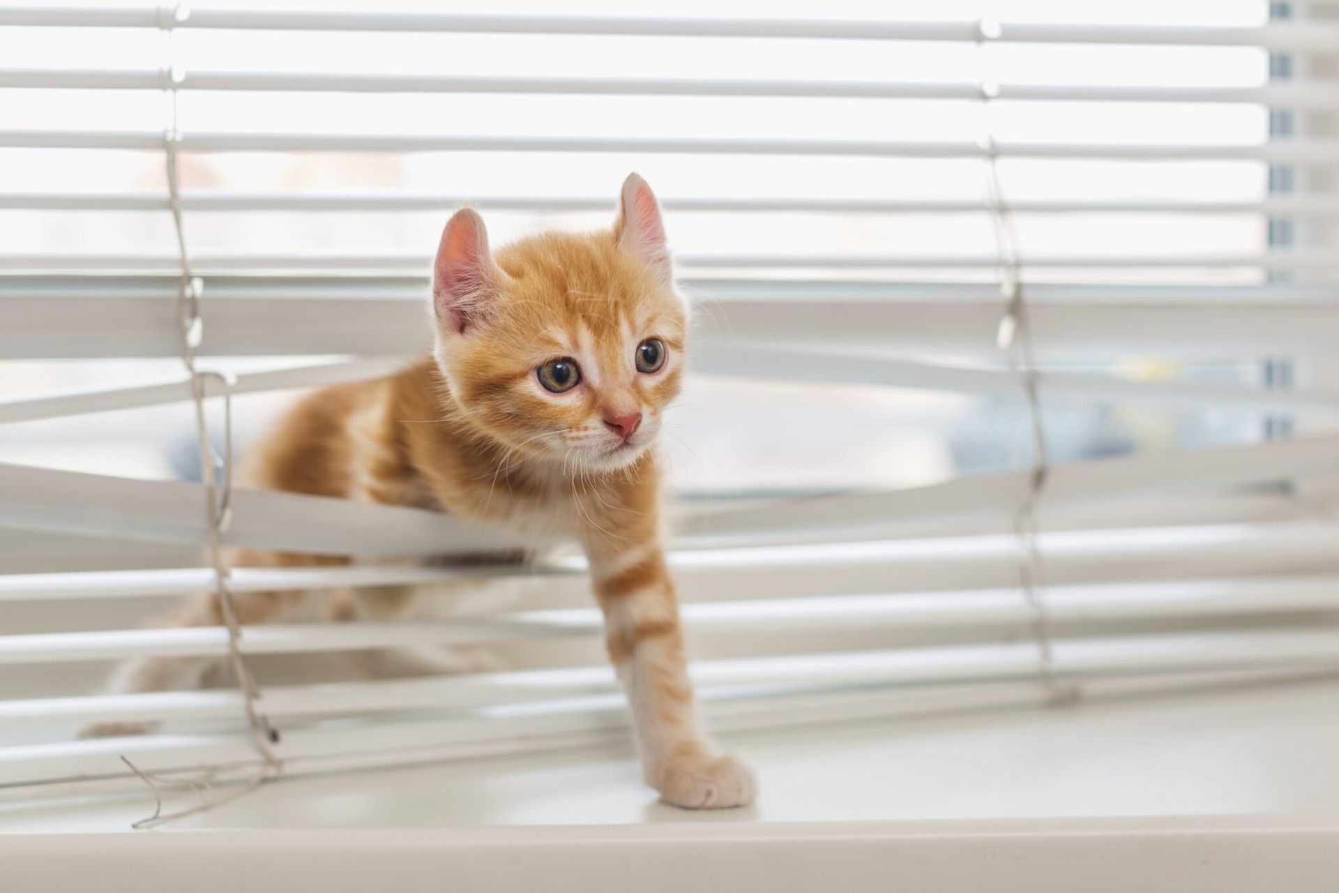 Why Blind Safety Matters for Children and Pets