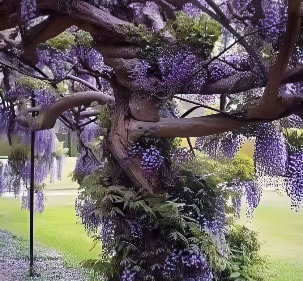 Twisted wisteria tree with draping purple flowers, green foliage, and a grassy lawn.