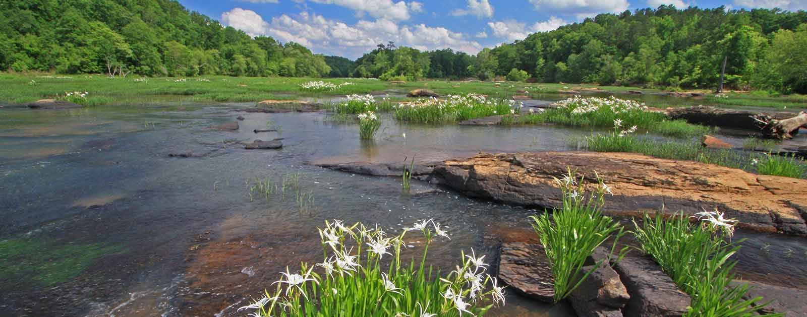 A scenic river lined with white flowers, with green hills and a blue sky in the background.
