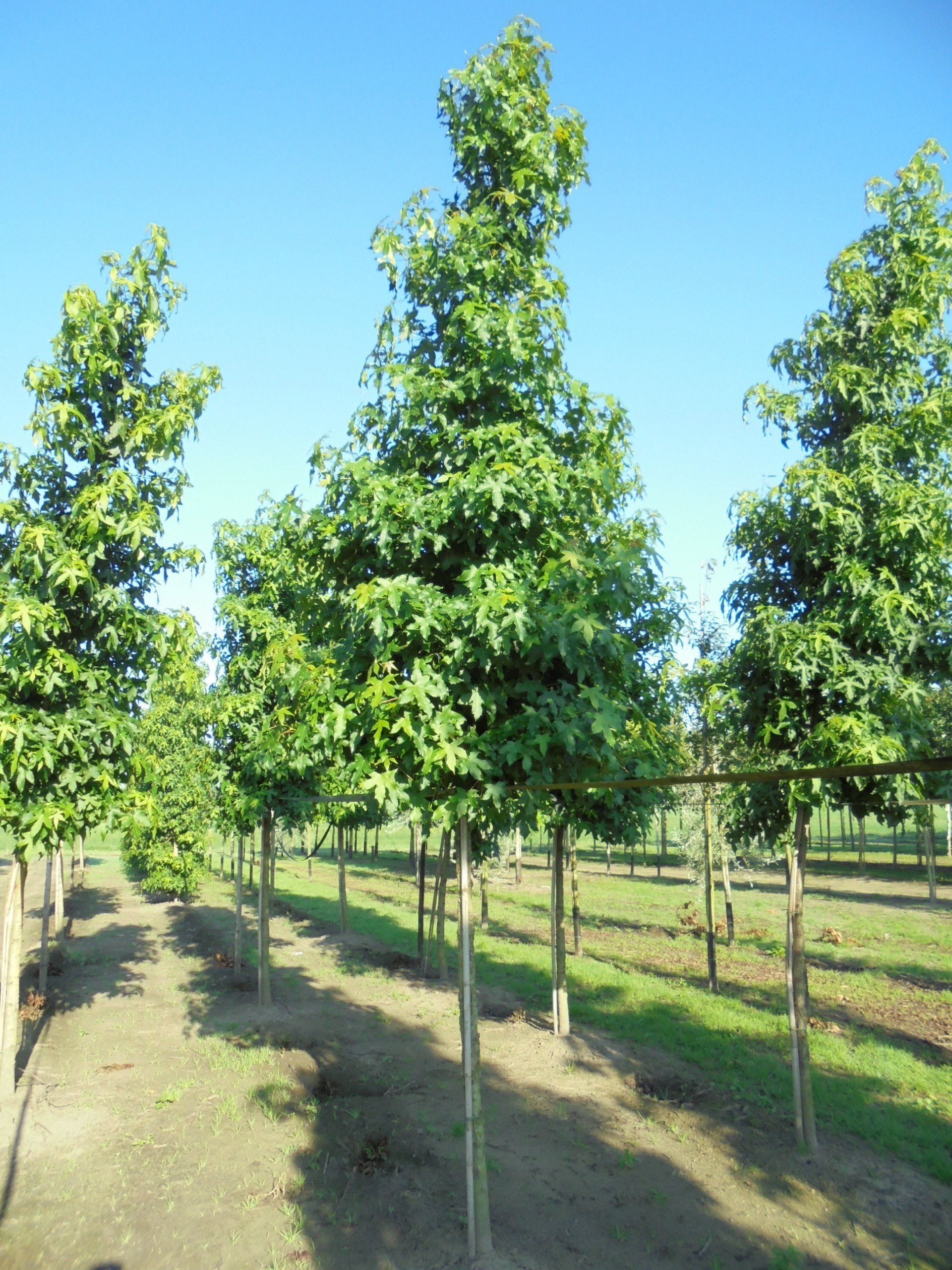 laanbomen/bomen/assortiment | van Houts heesters en bomen