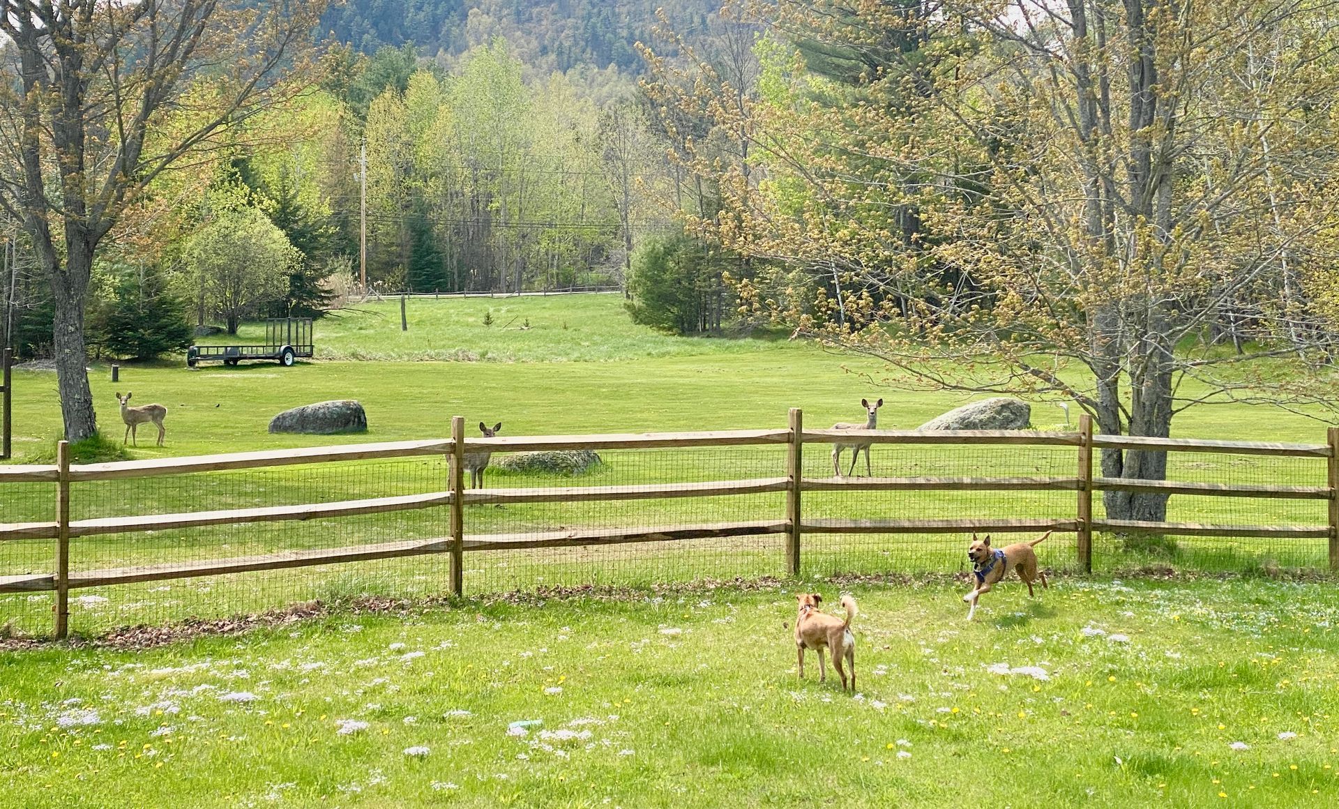 Happy dogs romping in the large fenced-in backyard of Adirondack Alpine Cabin