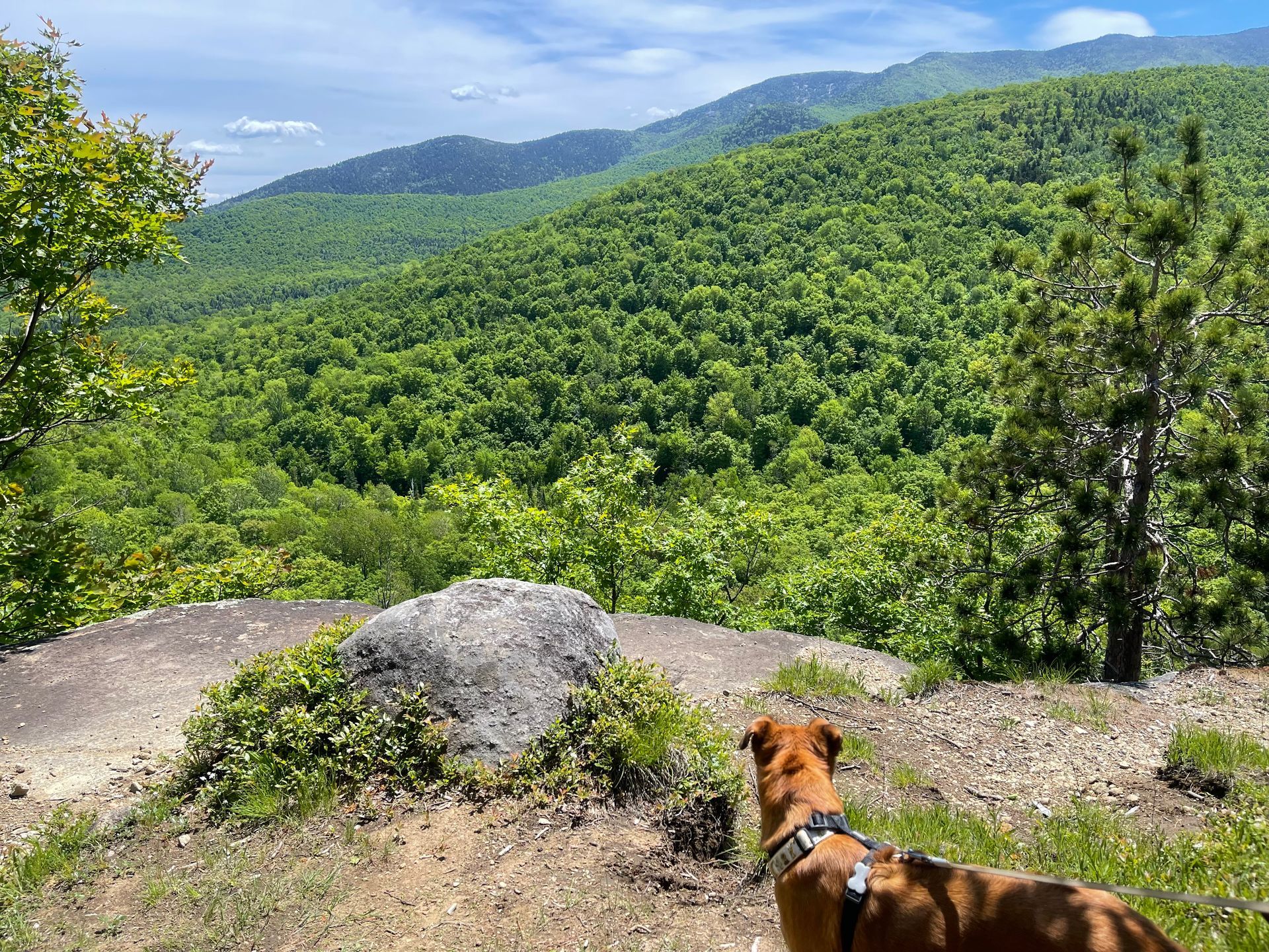 Brown dog looking out toward the distant mountains and forest from a hiking trail in the Adirondacks