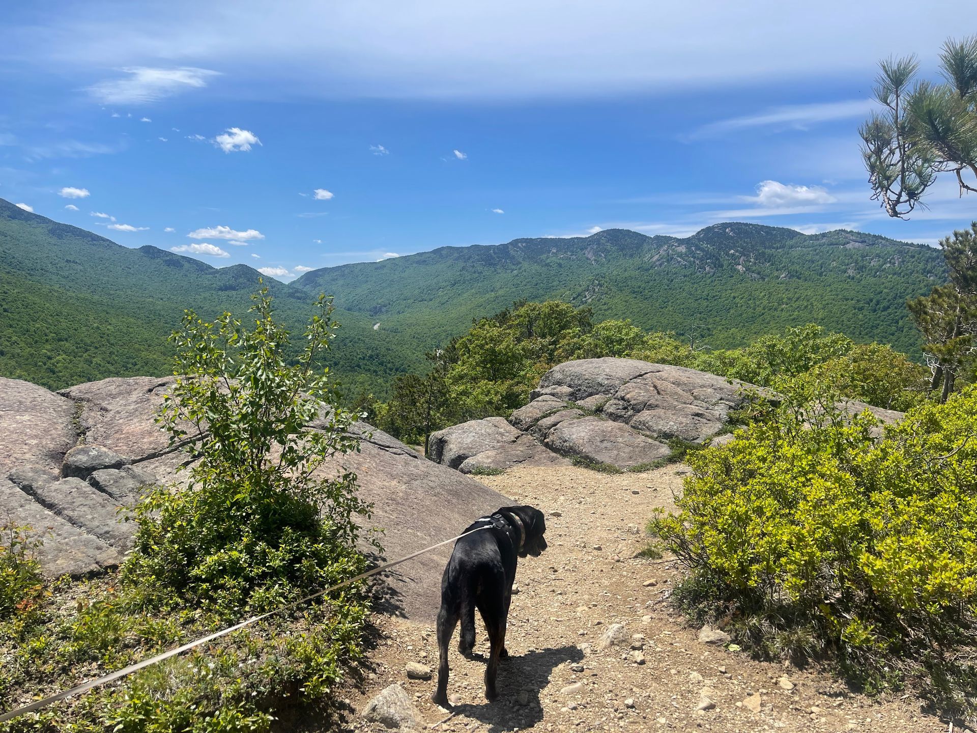 View of black dog at the top of a mountain peak looking out toward surrounding mountains in the Adirondack Park