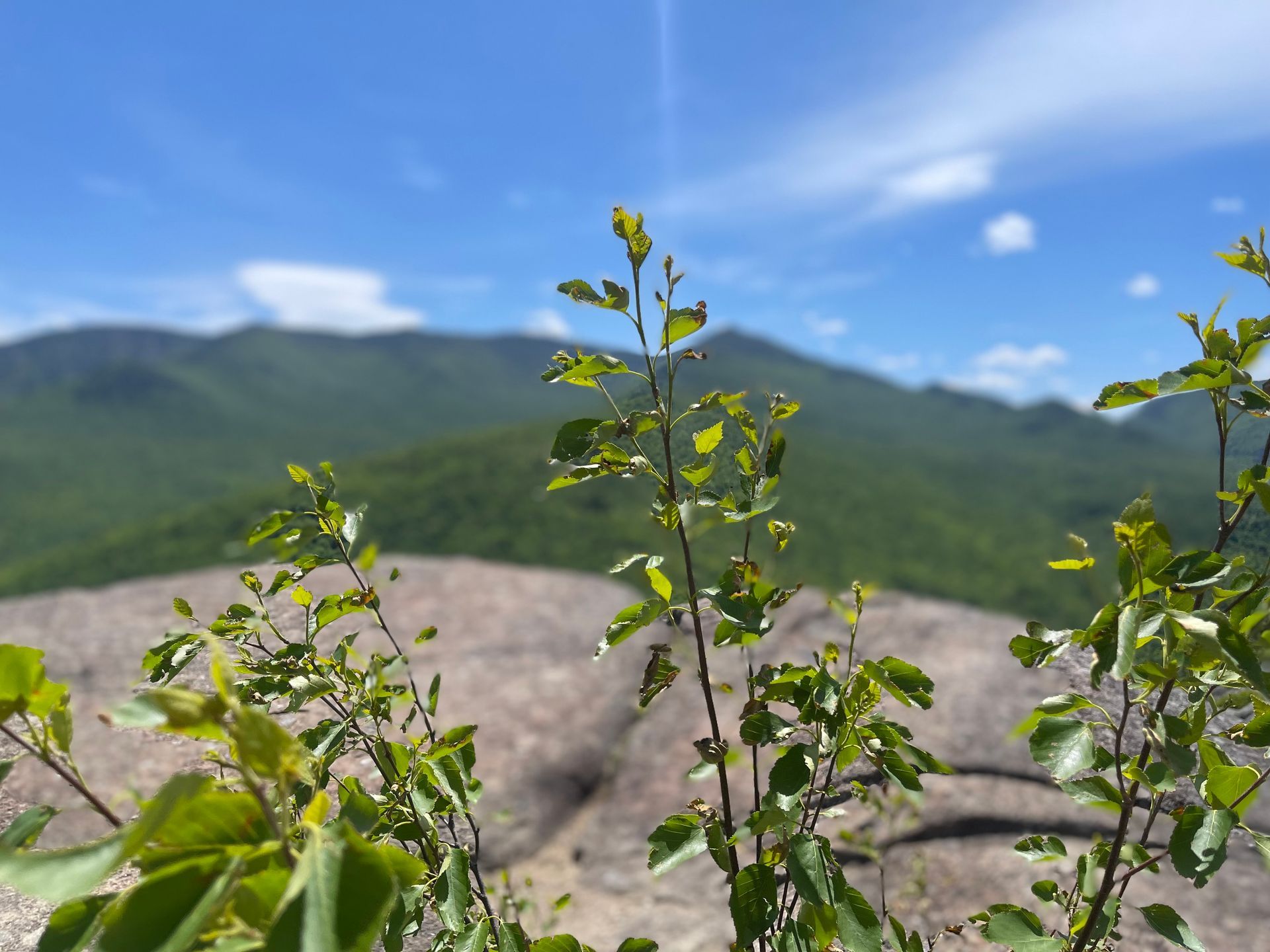 Scenic view of Adirondack Mountains with tree branch in the foreground