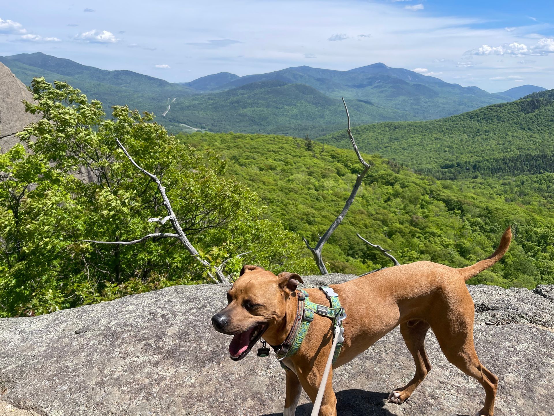 Brown dog at the top of Cascade Mountain High Peak in the Adirondacks