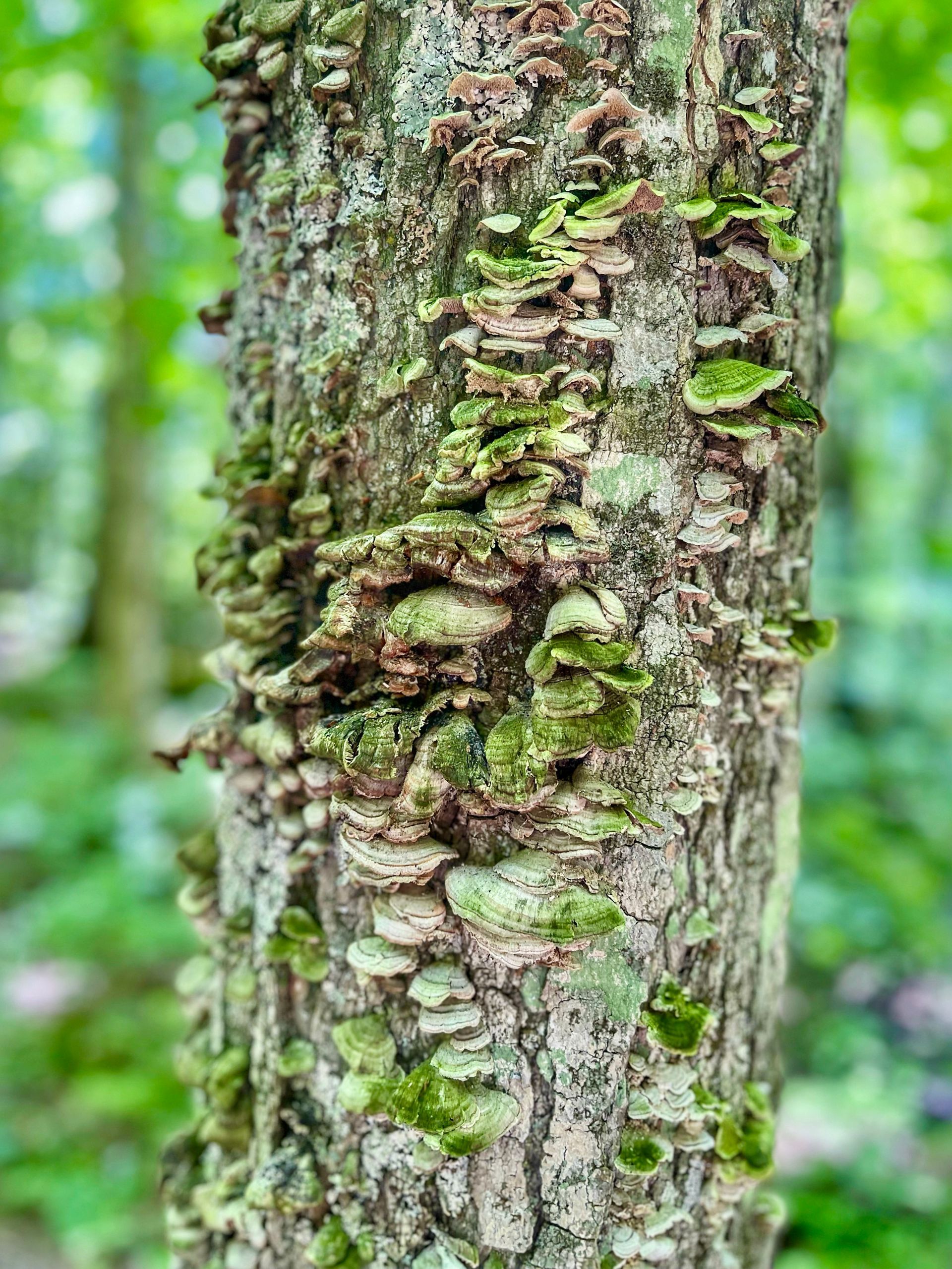 Mushrooms growing on a tree in the Adirondack forest