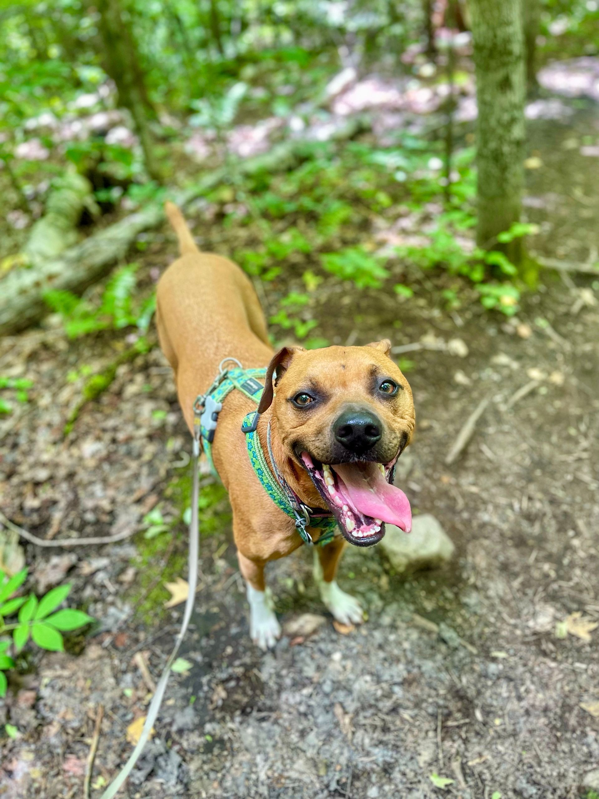 Happy dog on an Adirondack hiking trail