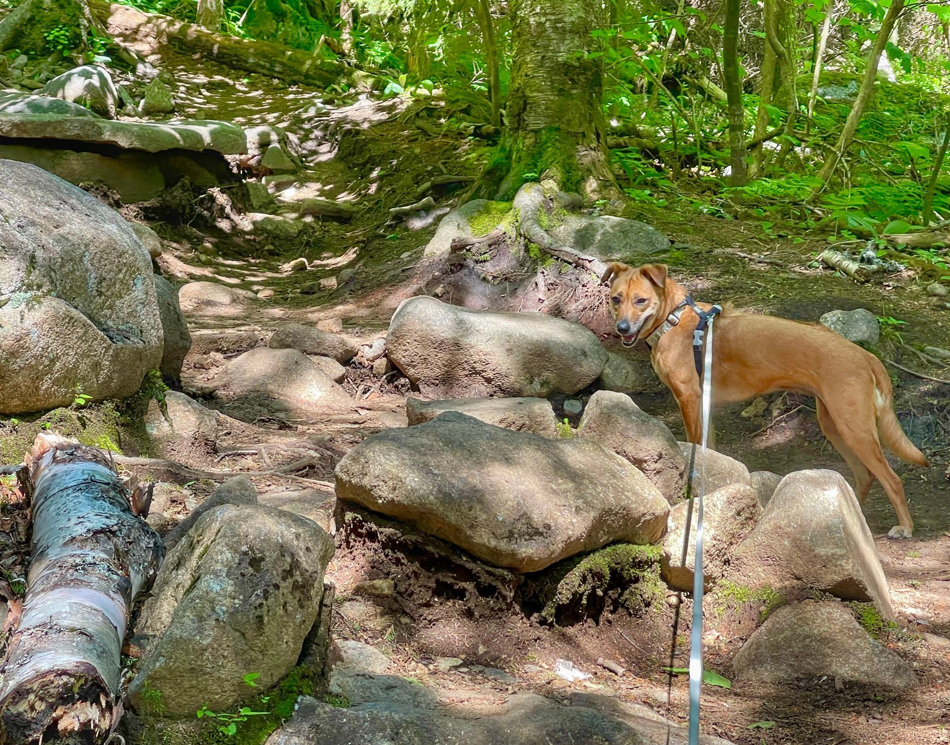 Dog standing on rocks on a hiking trail in the Adirondack Mountains