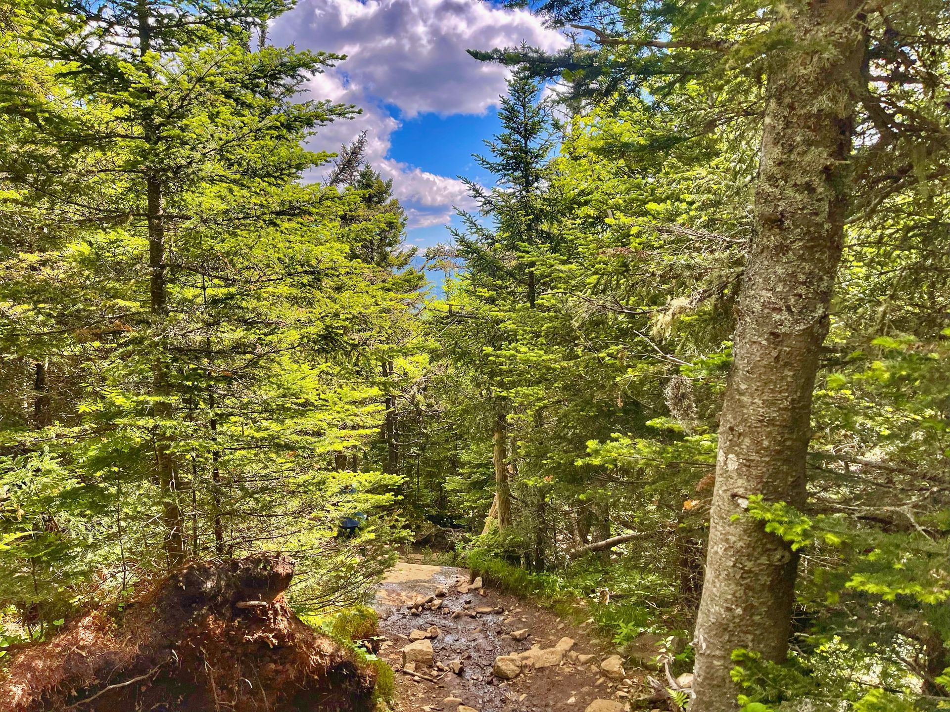 View of a hiking trail in the Adirondack forest