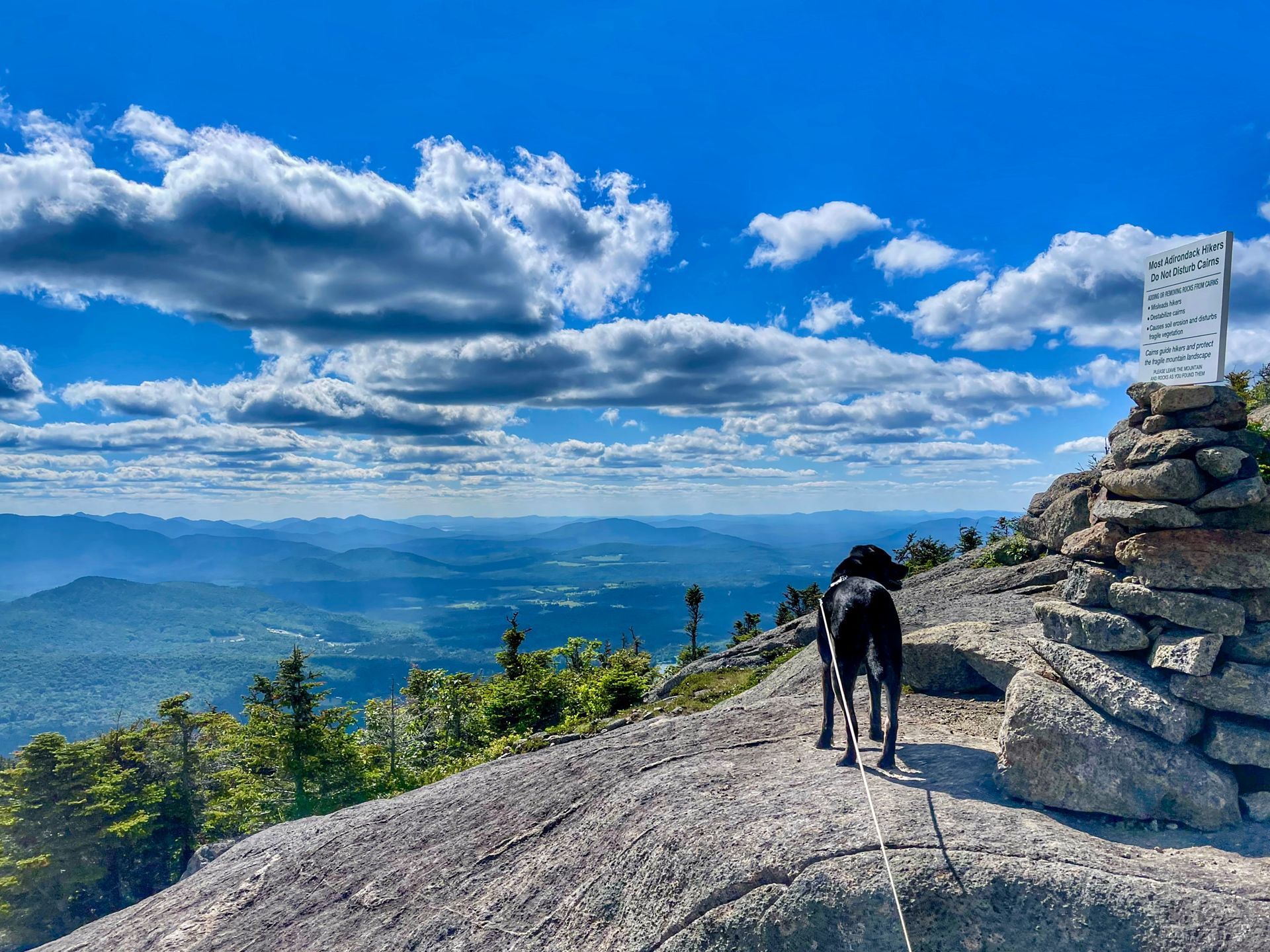 Black dog looking out at the vista from the Cascade Mountain High Peak