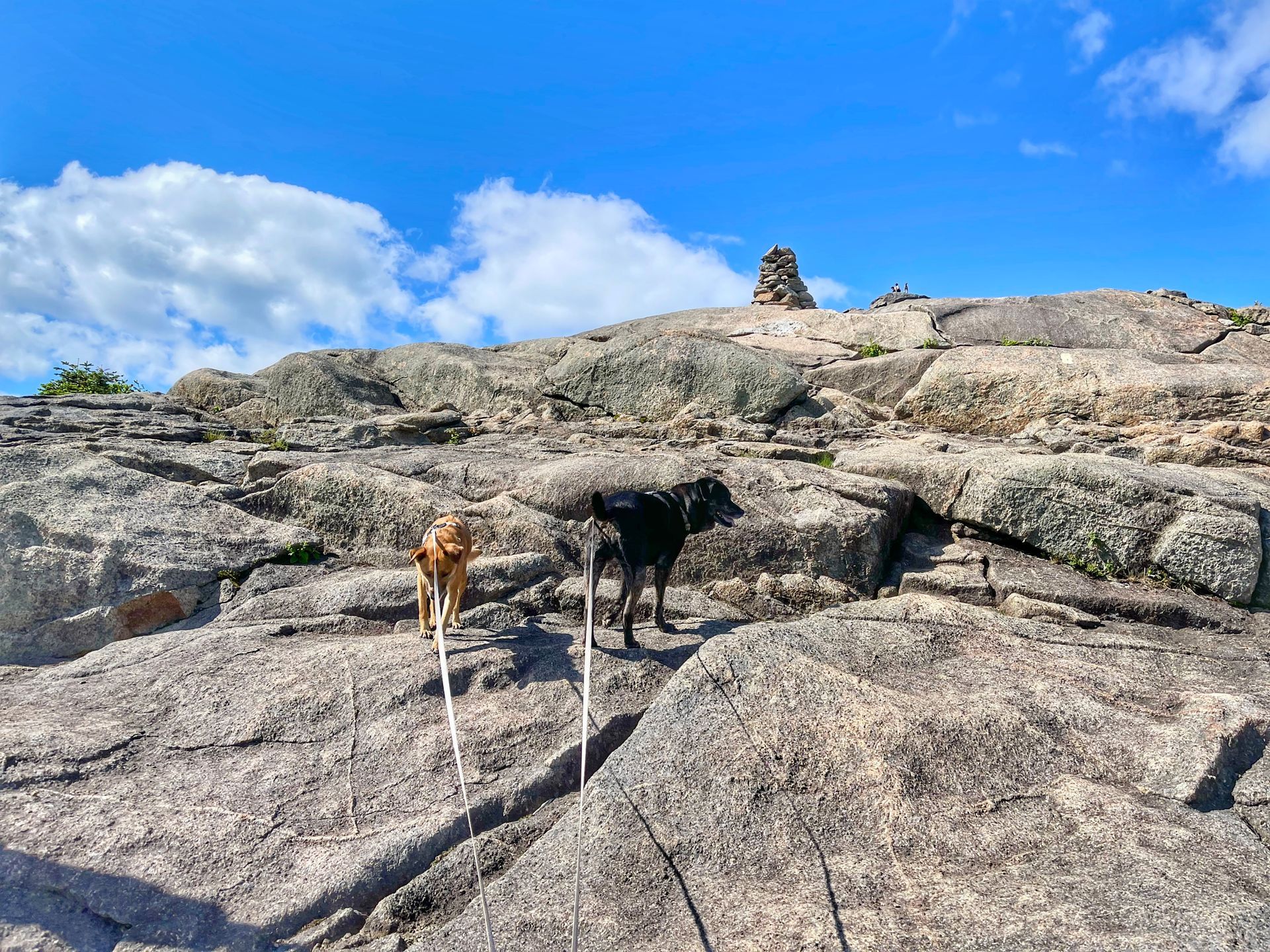 View looking up a rocky Adirondack mountain trail with 2 dogs on long leads