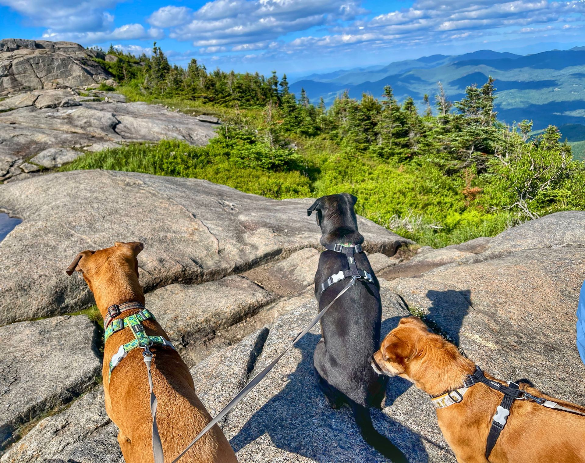 Three dogs sitting at the top of a High Peak in the Adirondack Park