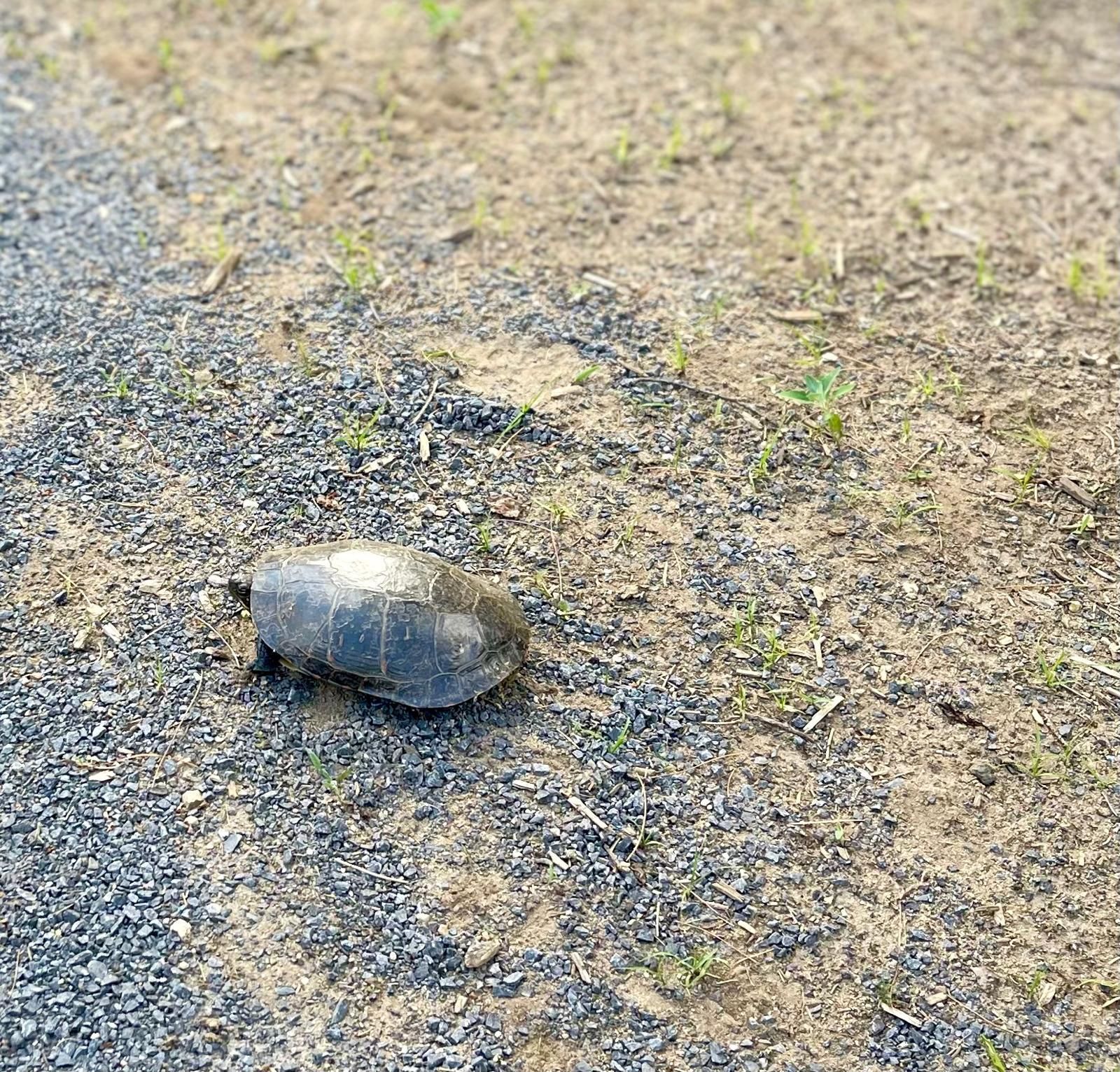 Turtle crossing a hiking trail in the Adirondack Park 