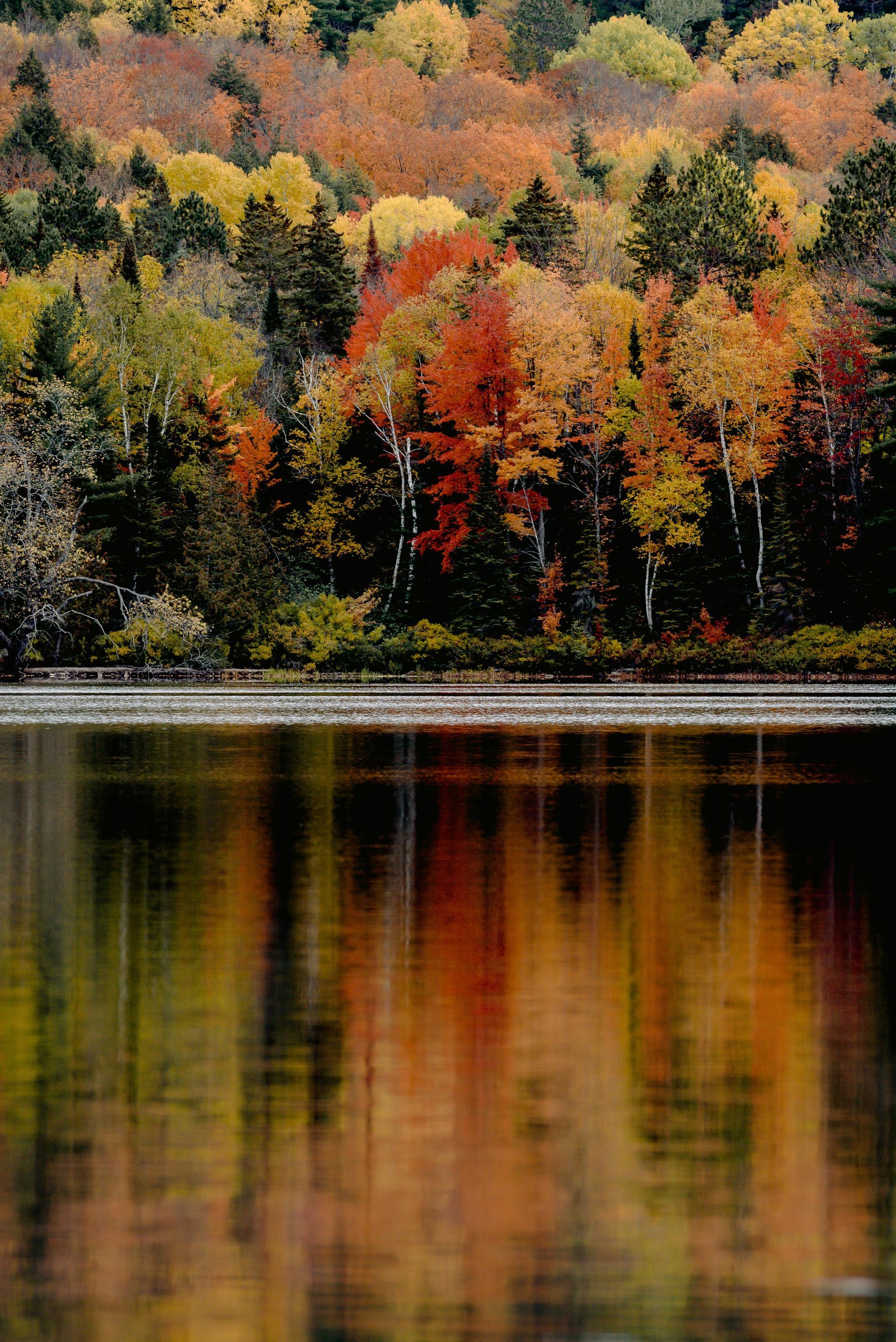Hundreds of colorful trees lining a lake shore in Autumn