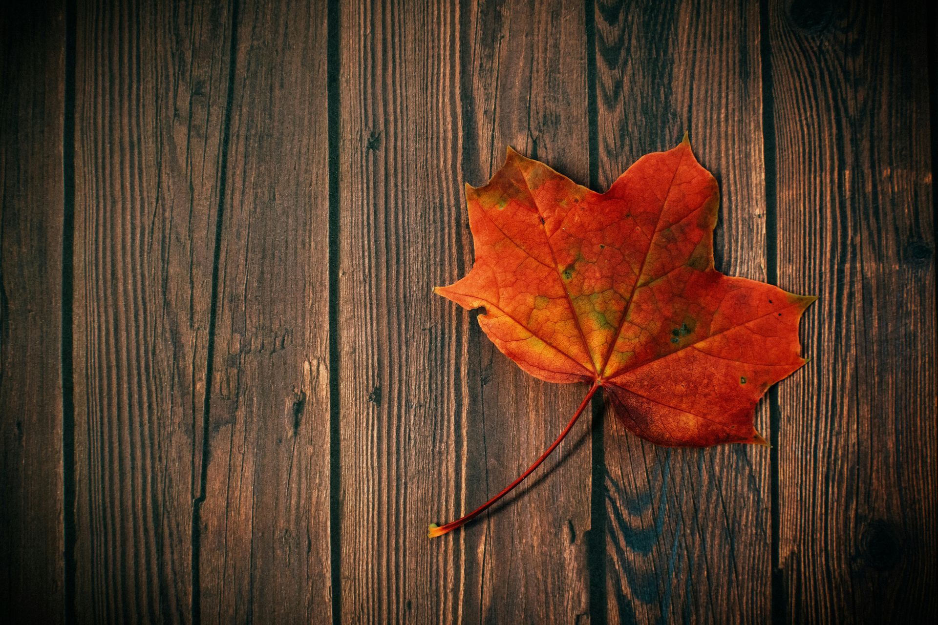 Red leaf on wood