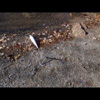 a fish is laying on the ground next to a rock .