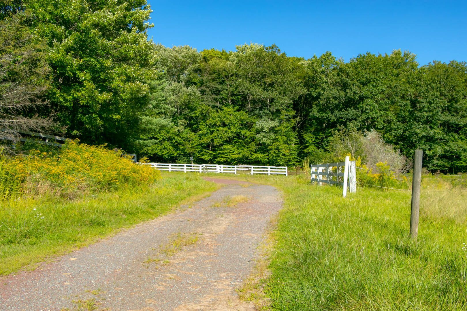Gravel driveway leading to a white gate in a green field with a backdrop of trees under a blue sky.