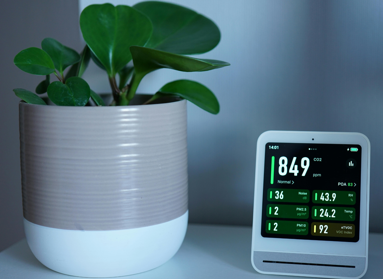 A plant in a pot next to a display that says 1849