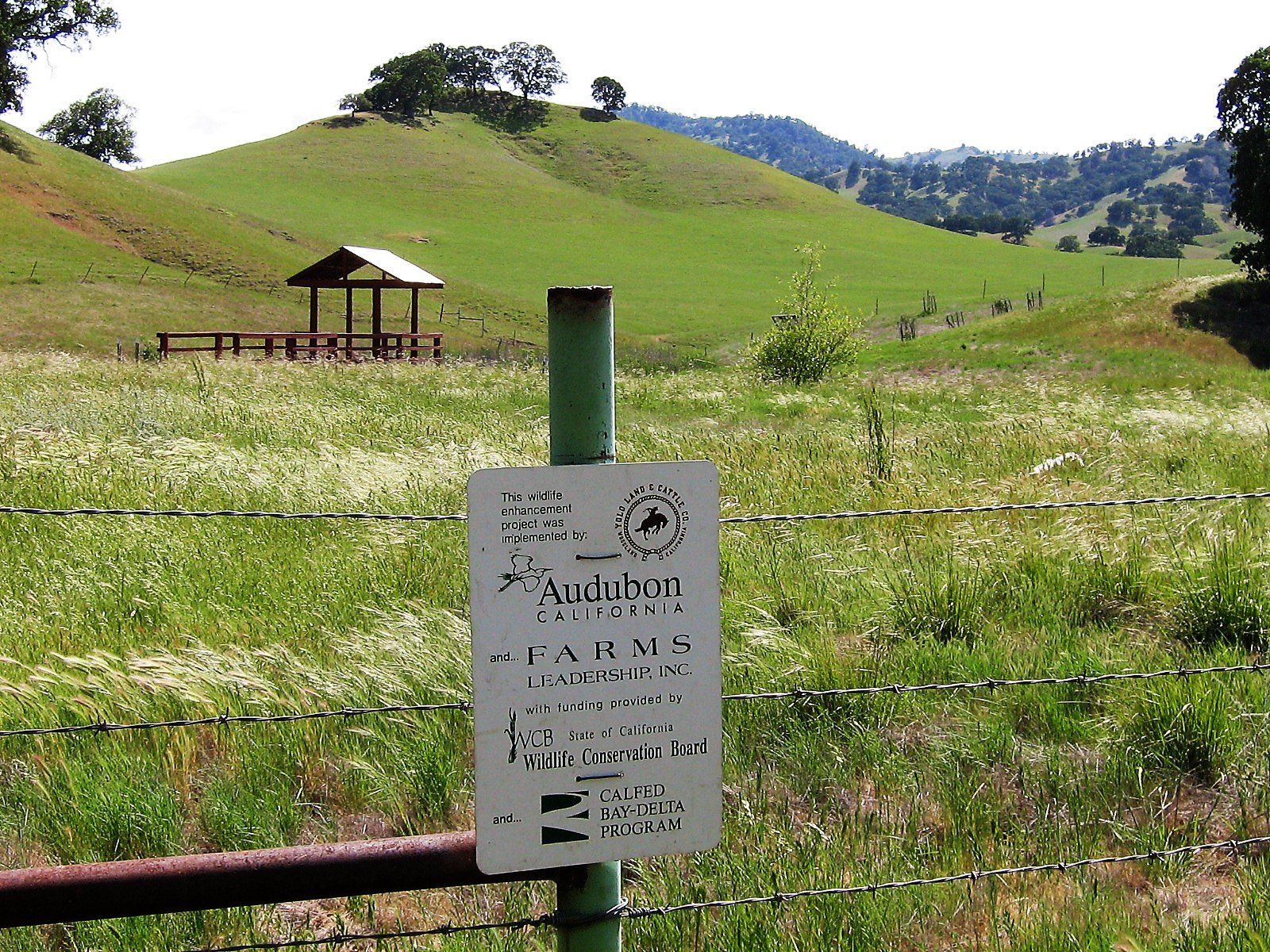 Yolo Cattle Landscape