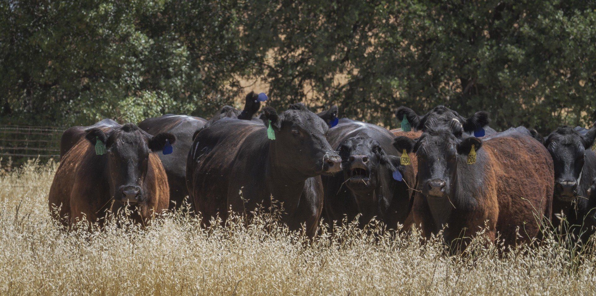 Yolo County Grass Fed Beef