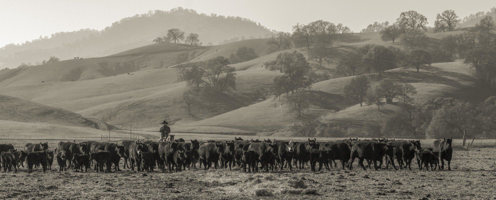 About Yolo Land and Cattle