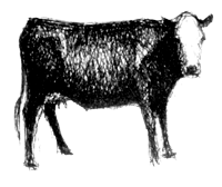 BEEF CATTLE PRODUCTION