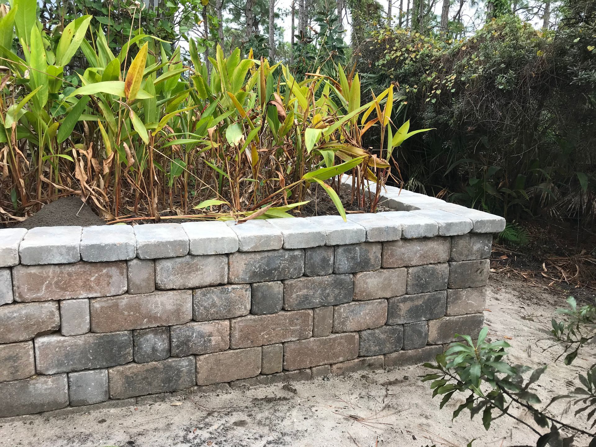 A brick wall with plants growing out of it.