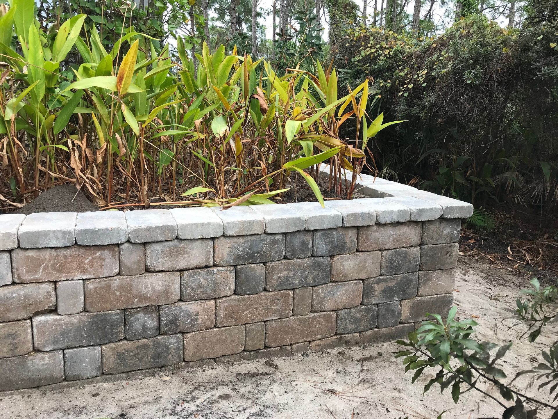 A brick wall with plants growing out of it.