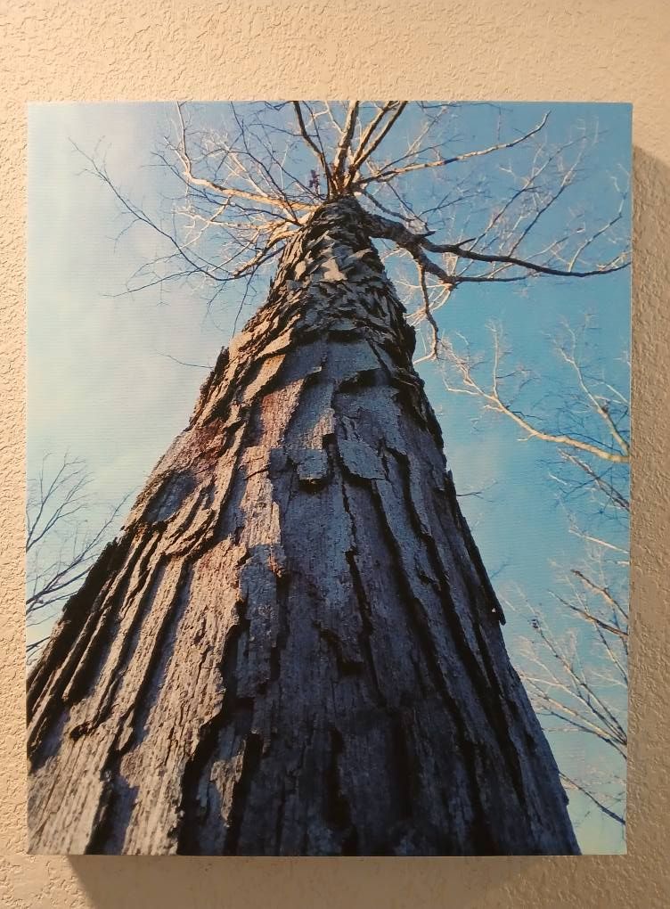 Tall tree trunk with textured bark, reaching toward a clear, blue sky with bare branches.