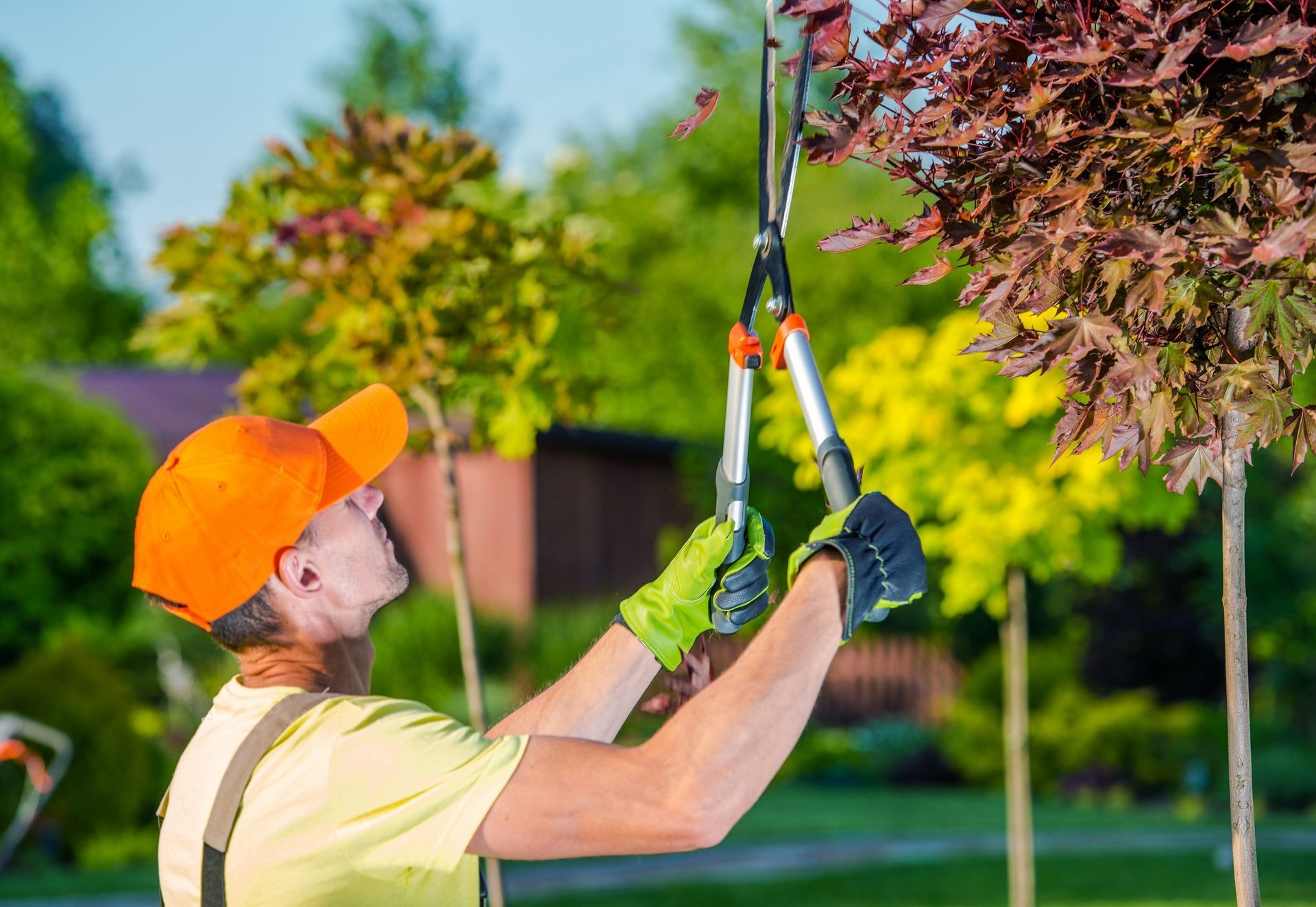 A person in an orange cap and work gloves uses long-handled shears to trim a tree in a sunny garden.