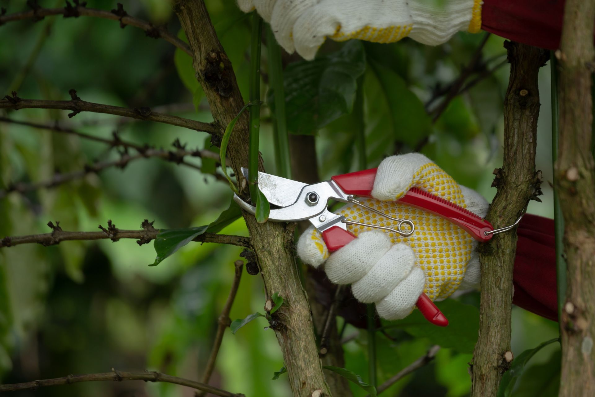 A person wearing yellow-and-white protective gloves uses red-handled pruners to cut a thin branch on a woody plant.