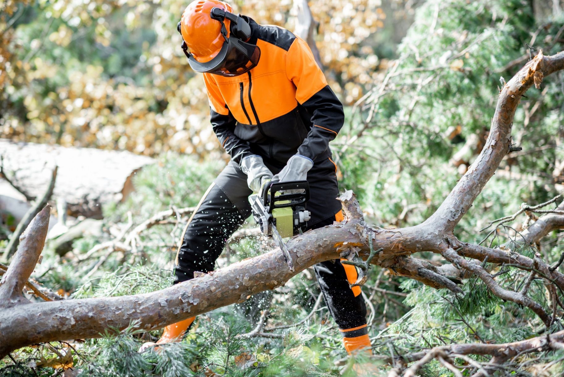 A logger in orange and black protective gear cuts a fallen tree limb with a chainsaw in a wooded area.