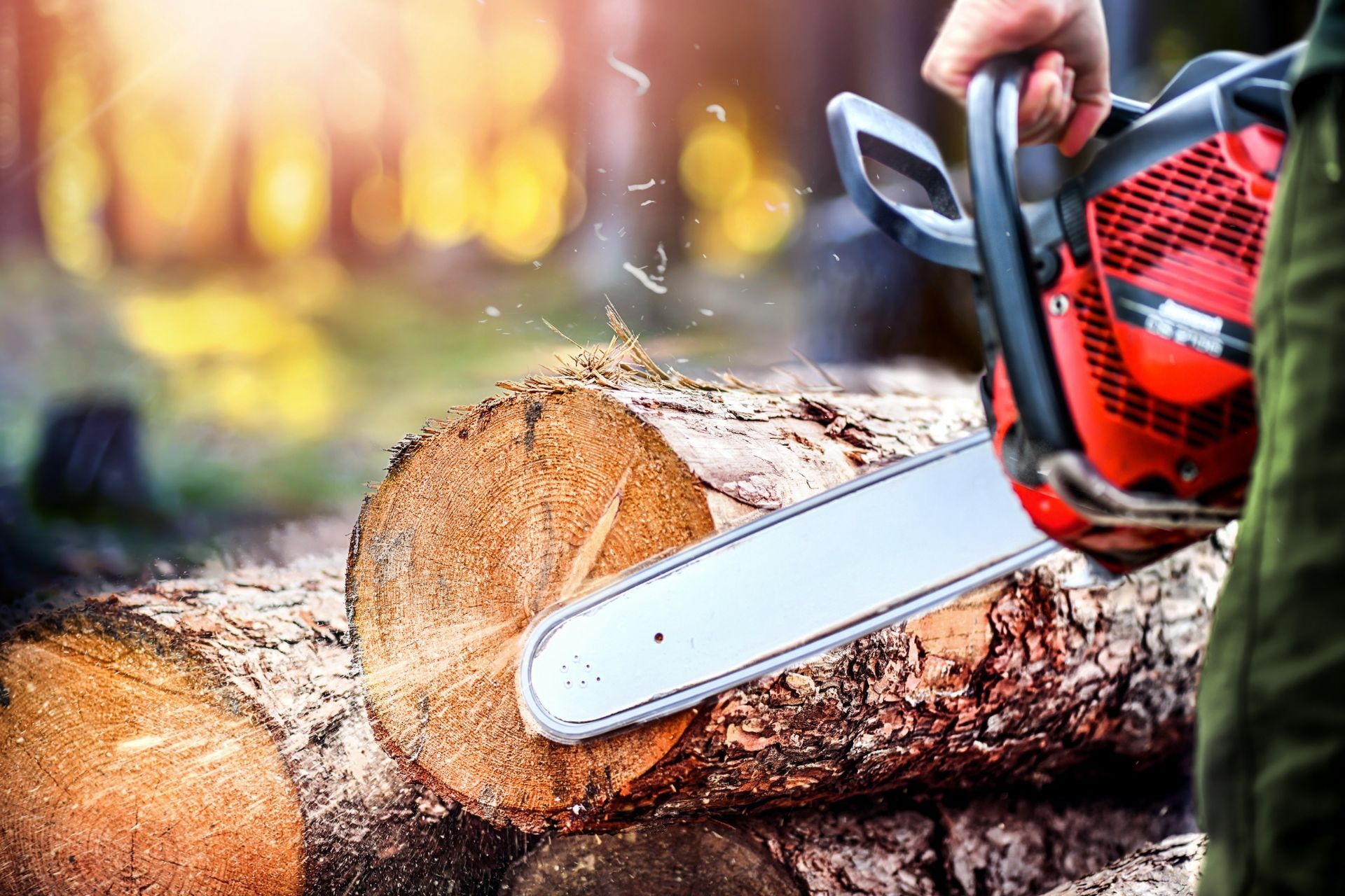 A person uses a red chainsaw to cut through a log in a sunlit forest.