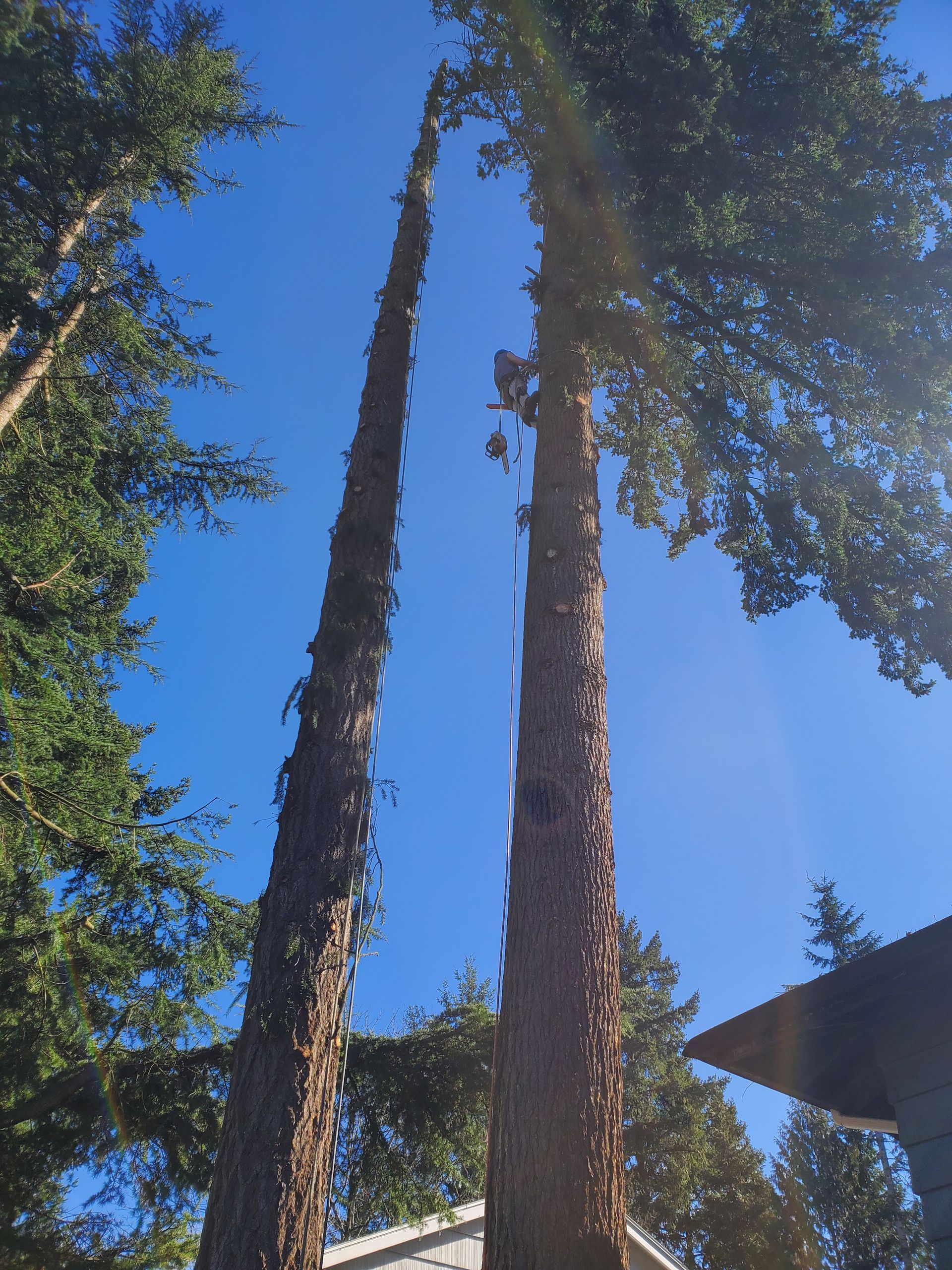 A man is cutting a tree with a chainsaw