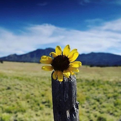 Sunflower — Prescott, AZ — Murphy Schmitt Hathaway & Wilson PLLC