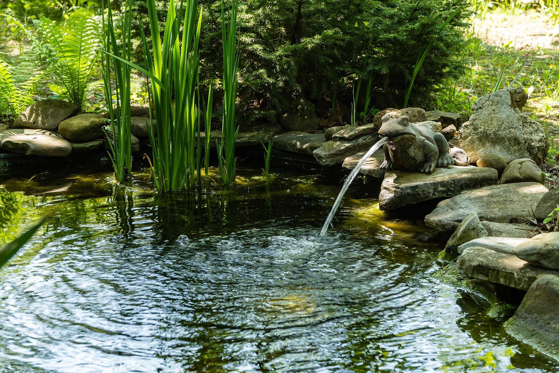 A stone frog fountain spouts a stream of water into a serene backyard pond surrounded by rocks and tall green plants.