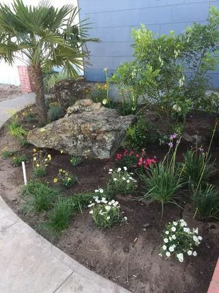 A garden bed with a large central rock, a palm tree, small white and pink flowers, and greenery against a blue wall.