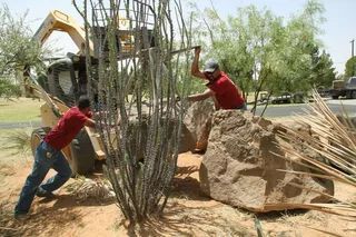 Two workers in red shirts use a skid steer to move a large rock and a tall ocotillo cactus in a desert landscape.