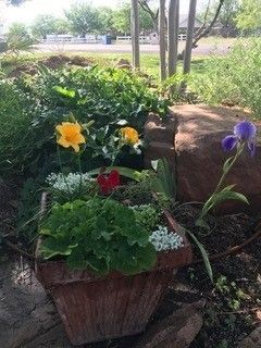 A rectangular planter with a yellow flower and green leaves sits outdoors near a purple iris and a large landscape rock.
