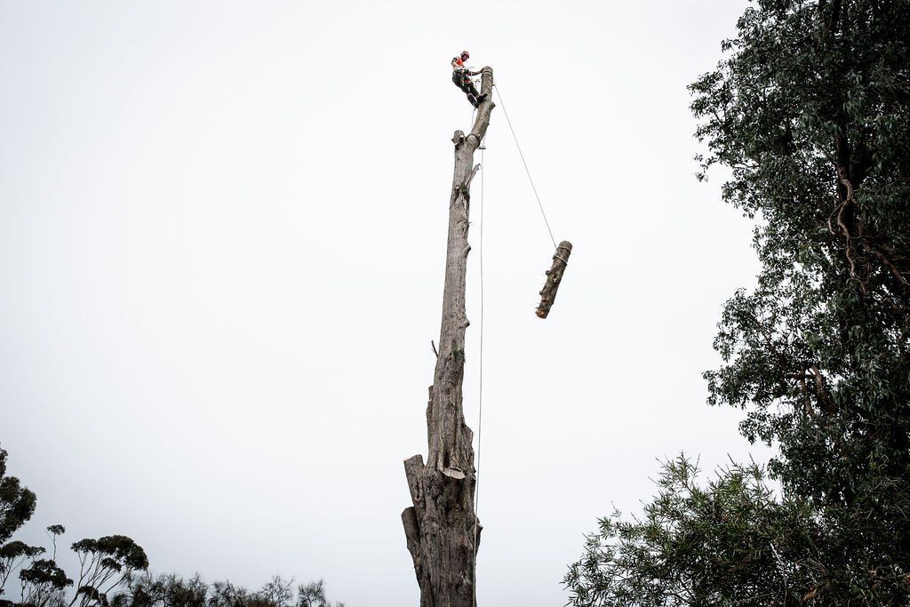 A man is cutting down a tree with a chainsaw.