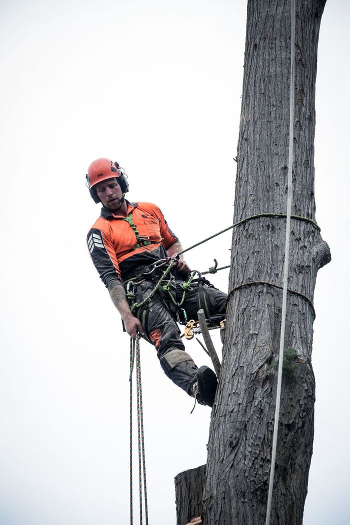 A man is climbing up the side of a tree.