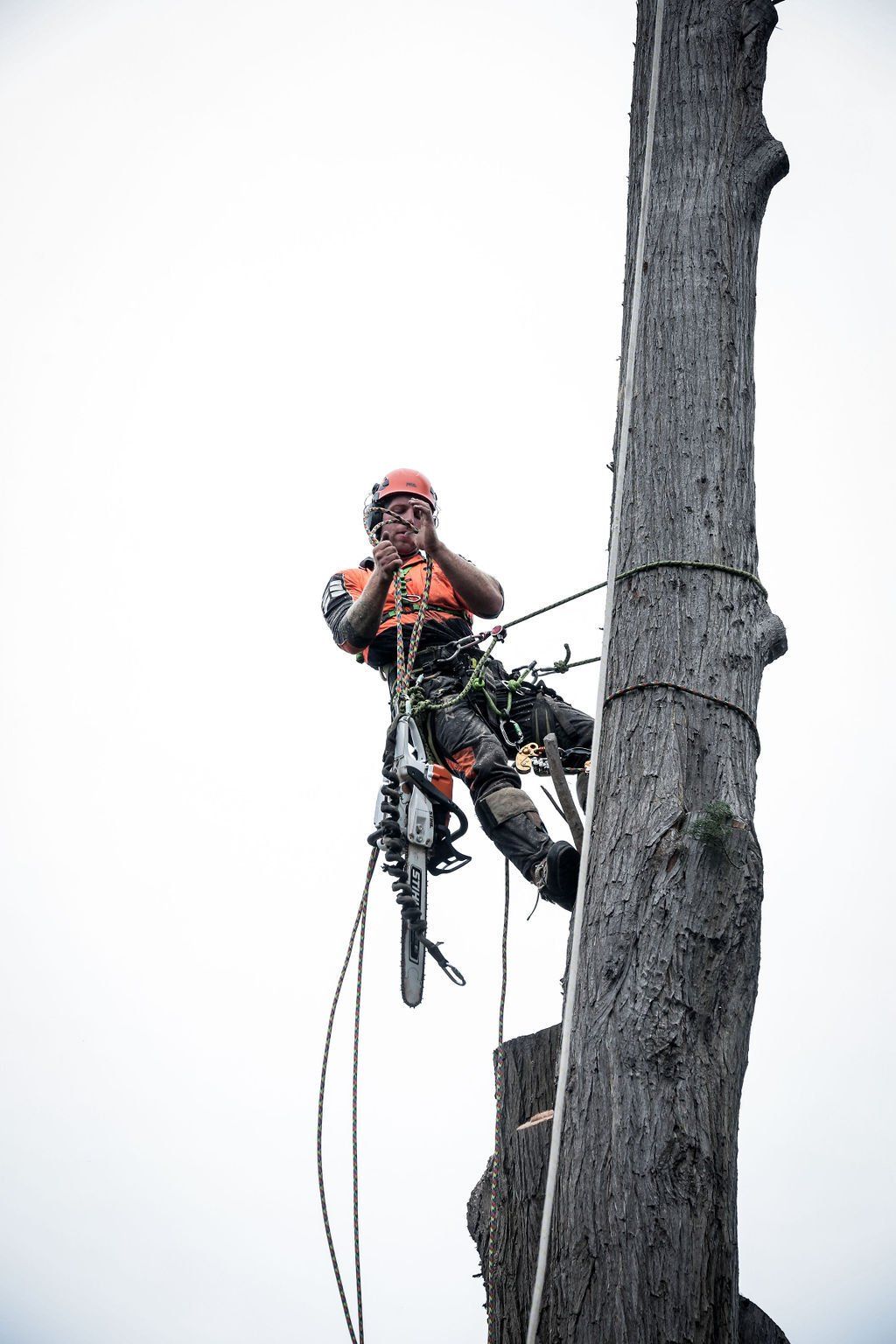 A man is climbing a tree with a chainsaw.