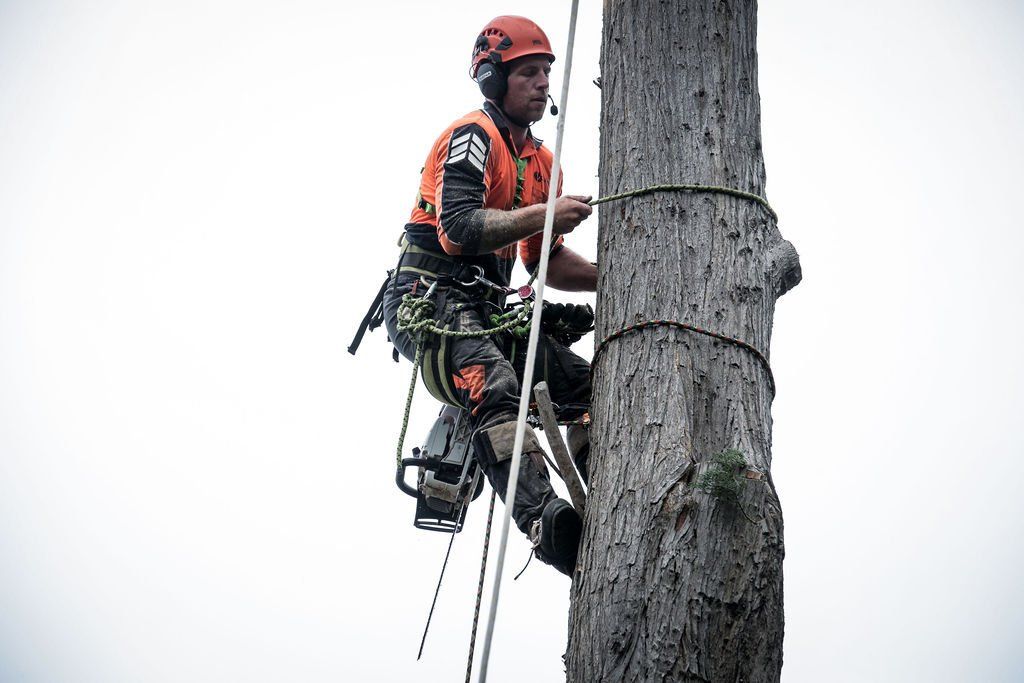 A man is climbing a tree with a chainsaw.