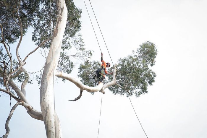 A man is climbing a tree with a chainsaw.