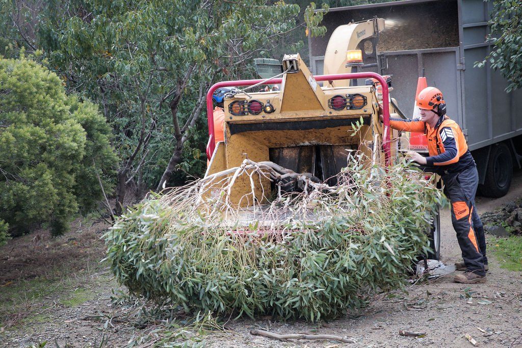 A man is standing next to a machine that is cutting trees.