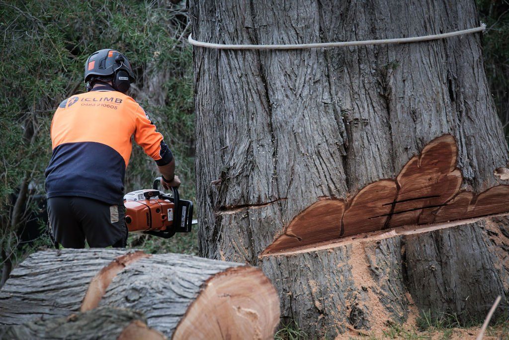 A man is cutting a tree with a chainsaw.