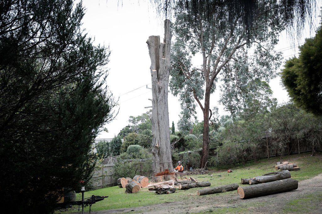 A large tree is being cut down with a chainsaw