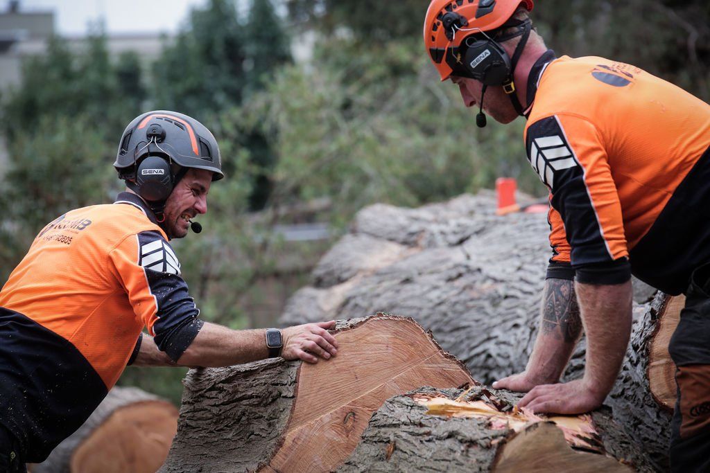 Two men are working on a tree stump.